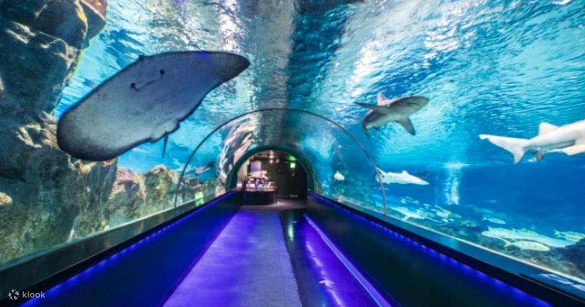 Coex Aquarium Admission Ticket Seoul, Korea Klook India